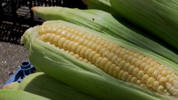 Preţul unui porumb fiert, de 10 ori mai mare pe litoral. Cât ajung să plătească pofticioşii pentru un porumb la malul mării