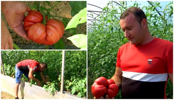 100% natural, cu gust ca din curtea bunicii. Reţeta de succes a lui Laurenţiu, un fermier din Gorj: "Fructe gigant, oamenii sunt uimiţi"