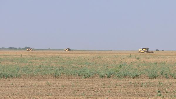 Agricultorii din nord-estul României sunt la mila naturii. Sute de hectare au fost grav afectate din cauza secetei