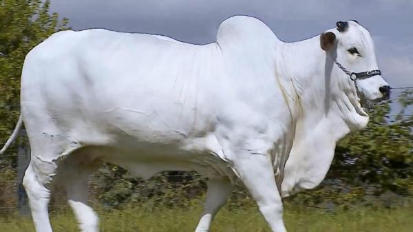 Cel mai scump animal din lume: o vacă de 4,3 milioane de dolari. Cântăreşte peste 500 de kilograme