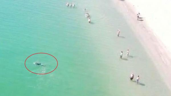 Imagini uluitoare cu un delfin, filmate cu drona de un turist din Mamaia. Show inedit pe litoral