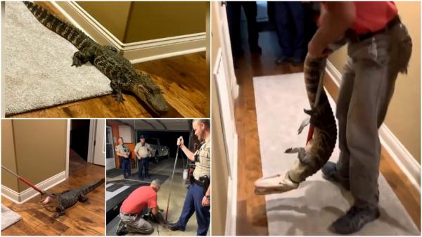 Cum a reușit un crocodil să intre în casa unui cuplu de americani și să-i sperie de moarte. Câinele i-a alertat, după ce a dat nas în nas cu reptila