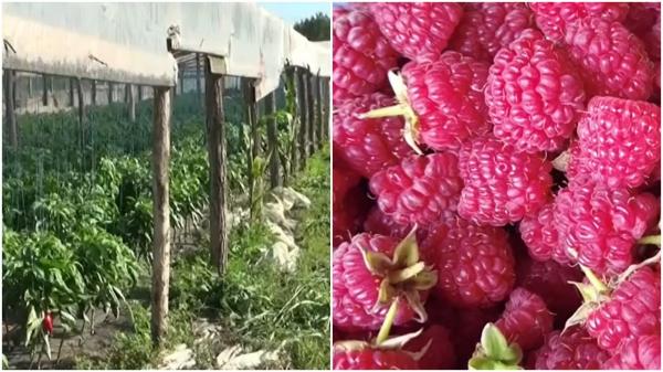 Sistemul de succes prin care producătorii din Braşov îşi vând marfa singuri. Localnicii se bucură astfel de legume şi fructe de primă mână