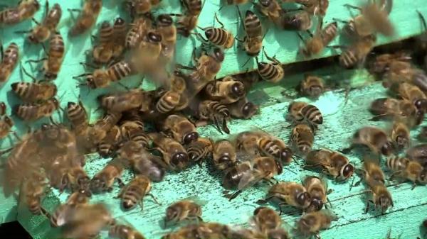 "E suficient ca una să atace, iar celelalte vin în ajutor". Copil de 3 ani din Botoşani, atacat de un roi de albine. Medicii spun că trăieşte doar printr-un miracol