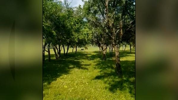 Momentul în care o femeie din Buzău alungă un urs care îi intra în curte. Întrega scenă, filmată cu telefonul chiar de către ea