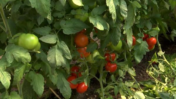 Roşii aproape gratis în Galați: producătorii le vând la prețuri derizorii de teamă să nu se strice în lăzi