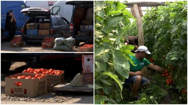 Programul Tomata, un eșec pentru producătorii din Matca. Legumicultorii, nevoiți să-și vândă roșii mai ieftin decât cutiile în care o transportă