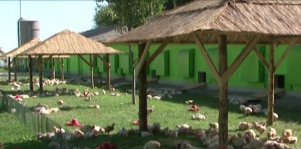 Copil de 13 ani, vândut de propriul tată unui fermier din Covasna. Băiatul, forţat la muncă grea în condiţii inumane