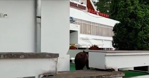 Urşii dau năvală în gospodăriile oamenilor de la munte. Mesaje Ro-Alert, pe bandă rulantă