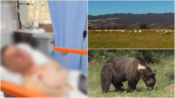 Cioban din Harghita, la un pas de moarte după ce a fost atacat de urs. Omul era cu oile la păscut şi a încercat să salveze unul din animale