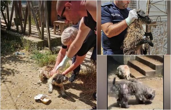 Zece câini maltrataţi au fost salvaţi din curtea unui bărbat din Mureş. Proprietarul, amendat după ce animalele s-au îmbolnăvit grav