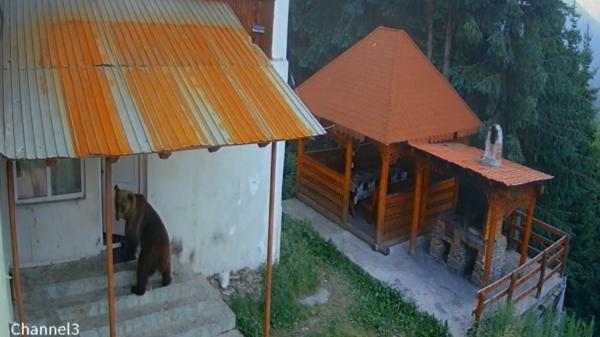 Un urs a rupt uşa unei vile din Rânca şi a furat o pungă cu mâncare. Jandarmii l-au alungat cu ajutorul sirenelor