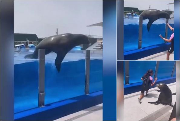 Momentul când un leu de mare scapă din bazin şi aterizează pe angajata unui parc de distracţii din Spania. Reacţia neaşteptată a femeii