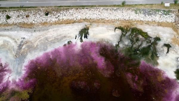 Imagini spectaculoase la Techirghiol. Cum a devenit roz lacul de lângă Eforie