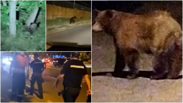 "Câta animalul! Băi, băiatule!". Alertă în Ploiești, după ce un urs a început să umble nestingherit prin oraș. Autoritățile nu au reușit să-l captureze