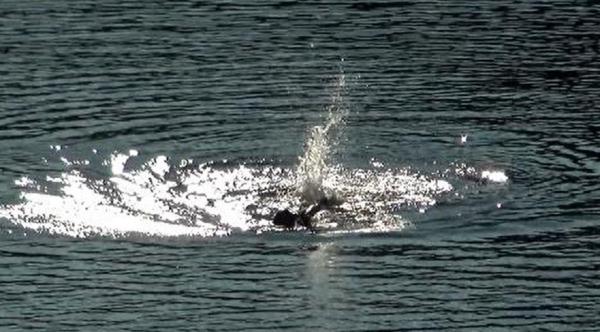 Un tânăr medic a dispărut sub privirile îngrozite ale prietenilor, în Lacul Gozna din Caraș Severin. L-au privit neputincioși cum, epuizat, "s-a dus la fundul lacului"