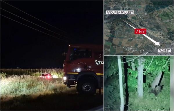 "L-am identificat pe calea ferată. Numai că l-am pierdut". Ursul care dă de furcă autorităţilor din Ploieşti de 4 zile a scăpat ca prin urechile acului