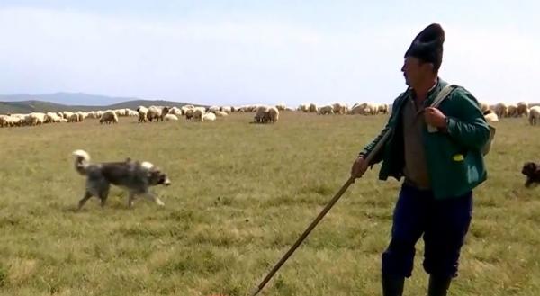 Aristică a terminat Facultatea de Sivicultură, dar a preferat să fie cioban. Are în grijă 2.500 de oi şi nu regretă decizia luată în urmă cu 30 de ani