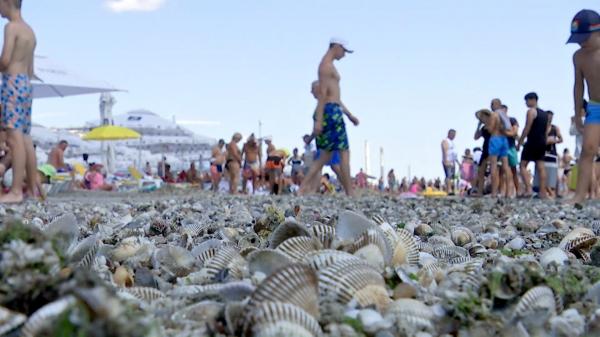 "E prima oară, în 20 de ani, când văd atâtea". Plajele de pe litoral, acoperite de un covor de vietăţi marine eşuate, după o furtuna violentă