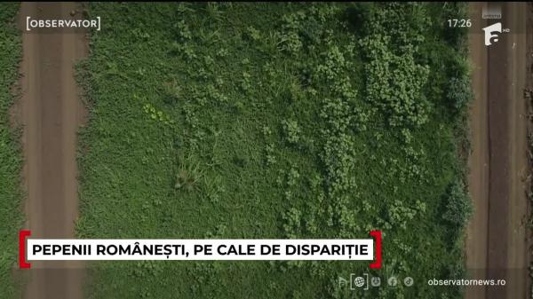 Pepenii Gottlob, pe cale de dispariţie