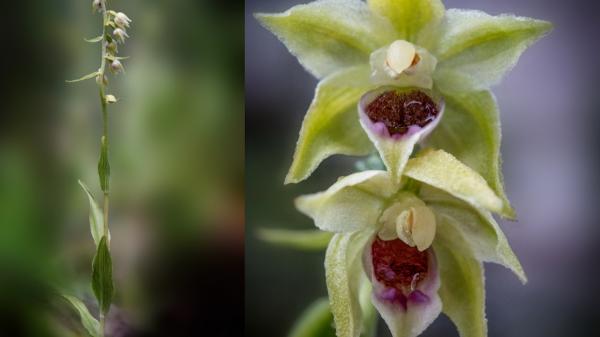 O nouă specie de orhidee, descoperită în Bucegi. Cercetătorii au crezut că a dispărut din cauza dezvoltatorilor imbobiliari