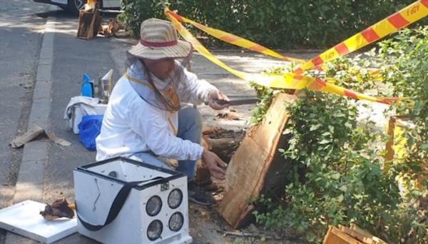 Patrula Apicolă "curăţă" Capitala de albine. "Nu este indicat să fie agresate cu apă, cu beţe, cu foc, cu clor, motorină"