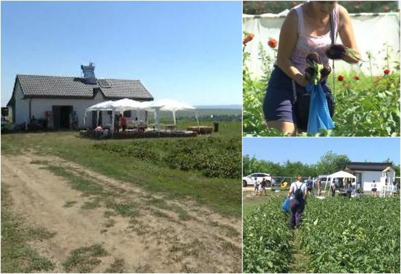 La cumpărături, direct pe câmp. O fermă din Iaşi şi-a deschis porţile şi îndeamnă clienţii să culeagă singuri legumele şi fructele pe care le doresc