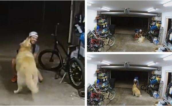 Momentul în care un hoţ este surprins la furat de un golden retriever. Bărbatul s-a oprit din ce făcea pentru a se juca minute bune cu câinele