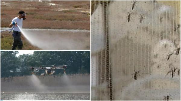 Mai multe cazuri de infectare cu virusul West Nile, în ultima săptămână, în Grecia. Cum se transmite și cât de periculos poate fi