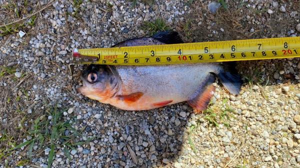 Peşte Piranha, prins în Timiş. Cum ar fi ajuns în apele râului exemplarul periculos: "E agresiv, carnivor"