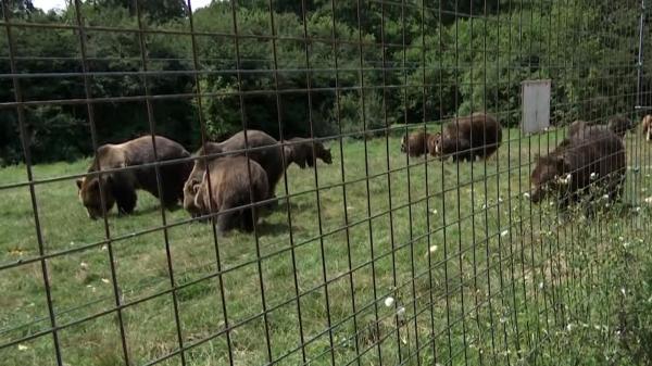 După 15 ani petrecuţi în cuşcă în Ucraina, ursul Bolik ar putea câştiga un concurs internaţional. Când a ajuns la Zărneşti îi era frică să calce pe iarbă