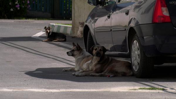 Care este starea femeii muşcate de un câine, în Capitală. Vecinii nu mai suportă să trăiască în teroare din cauza animalului