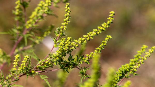 Tratamentul special care alungă simptomele alergiei la ambrozie. Se face doar sub supravegherea unui medic alergolog