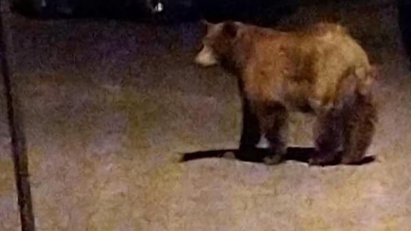 Ursul Rambo, căutat cu drona prin Ploieşti, a fost confundat cu un "câine mai mare". Răsturnare de situaţie, dimineaţa: "Câta animalul! Băi, băiatule!"