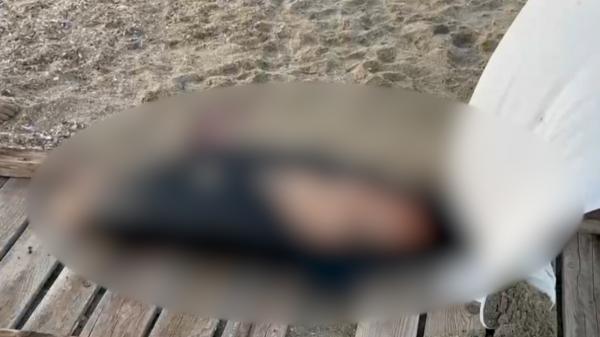 Încă un delfin mort adus de valuri la mal, pe o plajă din Constanța. Turiștii l-au acoperit cu un cearceaf și au sunat la 112