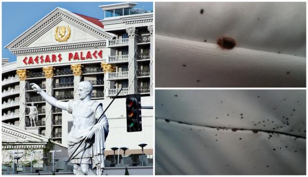 Hoteluri de lux invadate de ploşniţe. Coşmarul turiştilor din Las Vegas durează de peste un an şi jumătate