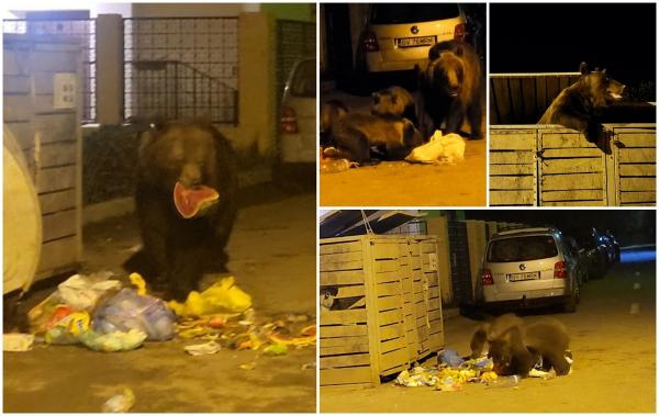 O ursoaică cu trei pui, "la masă" în Predeal. Animalele, filmate cum scormonesc prin tomberoane după mâncare