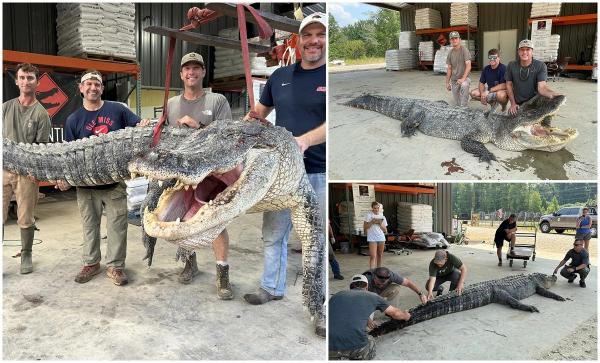 "Monstrul" din Mississippi, capturat de vânători. Aligatorul cântăreşte aproape 400 de kg