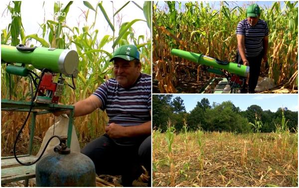 Disperat că nu mai are ce culege de pe câmp, Nea Ion a improvizat un sistem care să ţină porcii mistreţi departe de porumb. A cheltuit 900 de lei, dar speră că merită