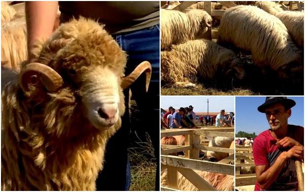 Cel mai scump berbec din România costă cât avansul pentru un apartament sau o mașină second hand