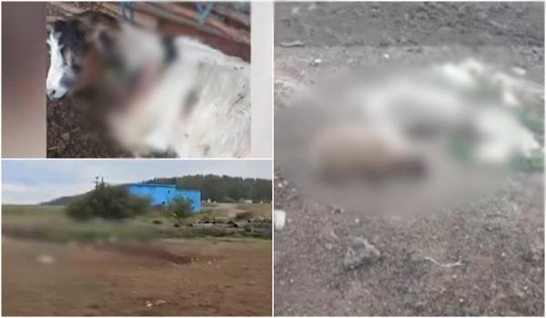 Șacalii au făcut carnagiu la o stână din Dolj. 20 de de oi şi capre au fost măcelărite. Proprietarul și-a găsit animalele fără suflare și a dat alarma