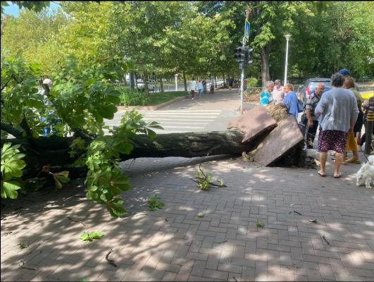 Situația absurdă care era să-l omoare pe un bărbat din București. De ce nu se taie arborii periculoși din Capitală