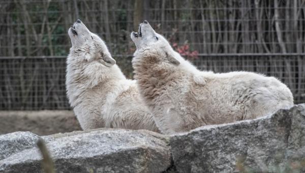 O fetiţă de opt ani a fost muşcată de un lup la Grădina Zoologică din Sibiu