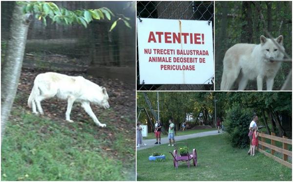 Filmul atacului de la Grădina Zoologică din Sibiu, unde o fetiță de 8 ani a fost mușcată de un lup alb. Copila a băgat mâna prin gard