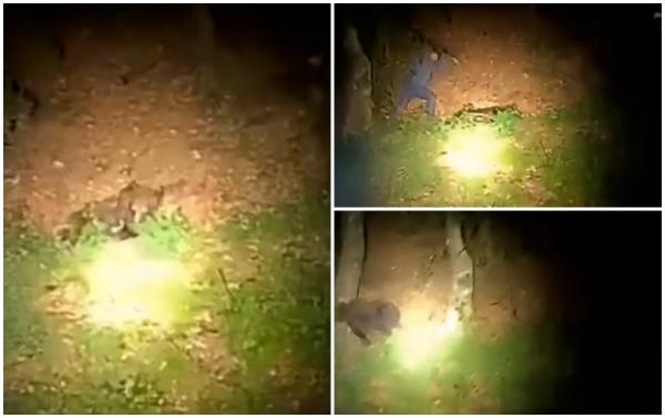 Cum a reuşit să scape bărbatul care a atacat un urs cu bâta în timp ce dormea. "Dă-i şi pleacă"