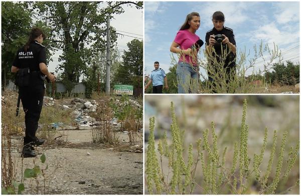 Amenzi de mii de lei date degeaba pentru planta la care 1.000.000 de români sunt alergici. Instanţele le anulează pe bandă