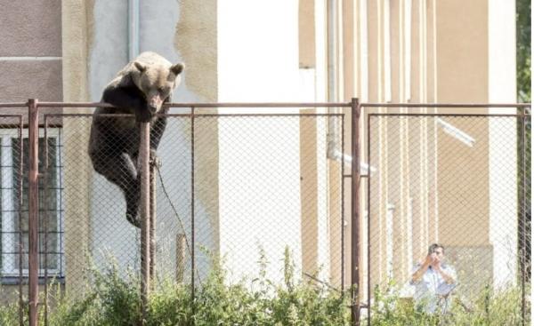 Urs împuşcat în curtea unui liceu din Harghita. Un vânător l-a omorât după ce animalul a devenit agresiv