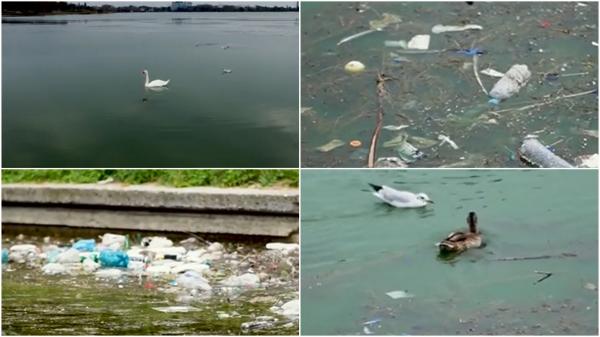 Oază de linişte din Constanţa devenită focar de infecţie. Lebedele îşi fac drum printre gunoaie, sticle şi chiar trotinete aruncate în Lacul Tăbăcăriei