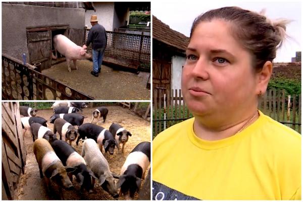 Regula de aur pentru a avea carne de porc pe masa de Crăciun. Revolta fermierilor: "Porcii să îi lase aşa cum sunt!"