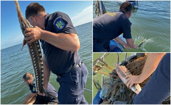 Polițiștii de frontieră au salvat opt sturioni vii din plasele braconierilor, în Golful Musura. Momentul în care sunt eliberați